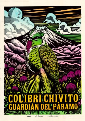 COLIBRÍ CHIVITO - 1/2